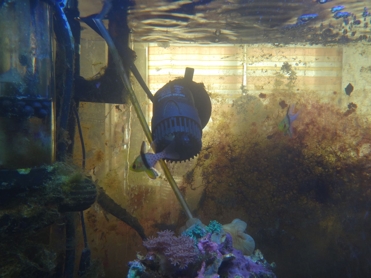 イソギンチャク らめええぇー 水流気持ちよすぎるのおぉー ゆうこ村水族館