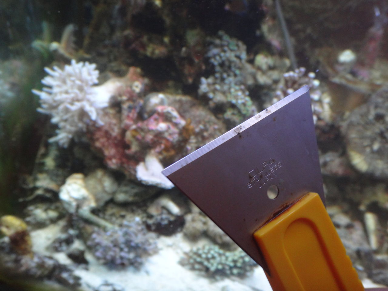 イソギンチャク らめええぇー 水流気持ちよすぎるのおぉー ゆうこ村水族館