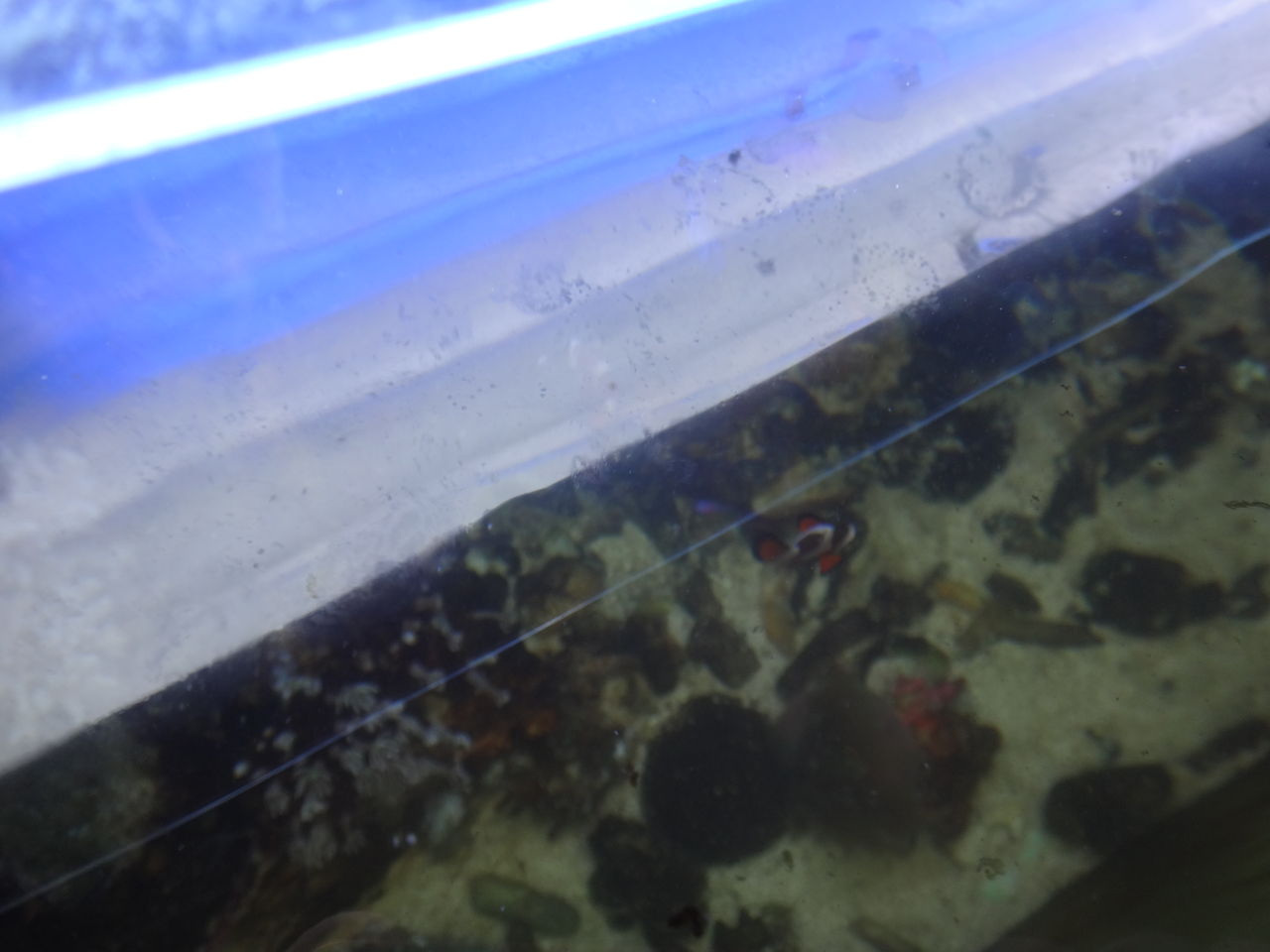 上部フィルター 疲れたからちょっと休むわ 魚たち やめてー ゆうこ村水族館 上部フィルター 疲れたからちょっと休むわ 魚たち やめてー ゆうこ村水族館