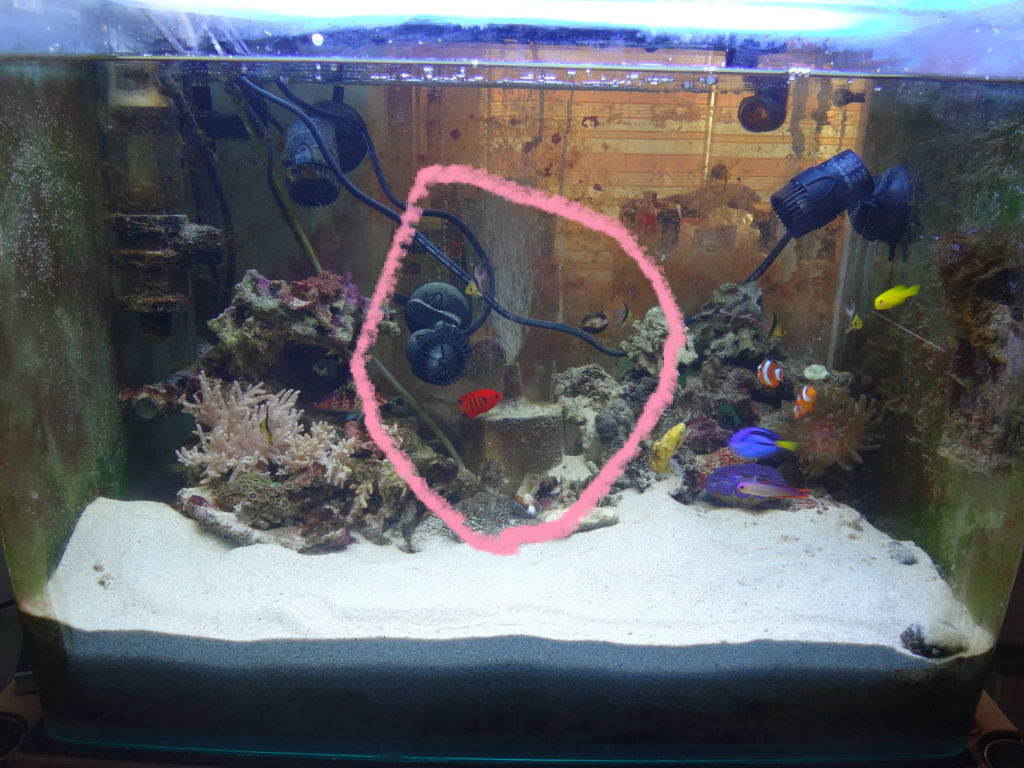 ペロッ これはキョーリンのクリーン赤虫 残念じゃったな新一 それは金魚のうんこじゃ ゆうこ村水族館