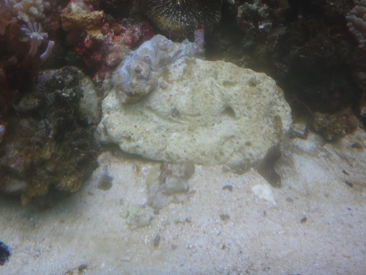 なんでウミキノコすぐ溶けてしまうん ゆうこ村水族館 なんでウミキノコすぐ溶けてしまうん ゆうこ村水族館