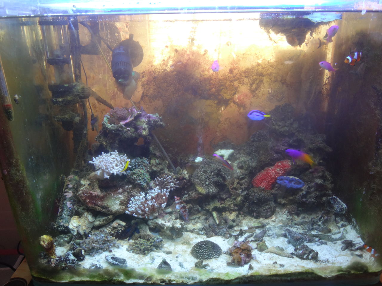 イソギンチャク らめええぇー 水流気持ちよすぎるのおぉー ゆうこ村水族館 イソギンチャク らめええぇー 水流気持ちよすぎるのおぉー ゆうこ村水族館