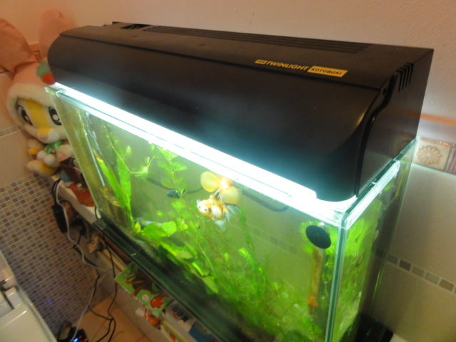 ギョギョー 金魚水槽のろ過装置を変えたですよ ゆうこ村水族館 ギョギョー 金魚水槽のろ過装置を変えたですよ ゆうこ村水族館