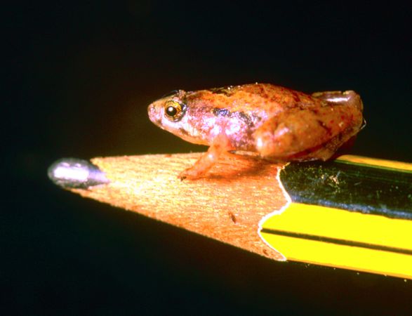 borneo-tiny-pea-sized-frog-pencil_25008_600x450