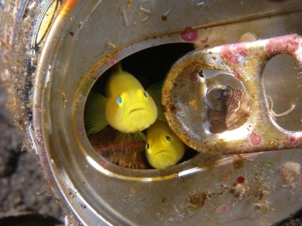ちょこっとブサイクだけど愛嬌があって可愛い魚や熱帯魚コメントコメントする