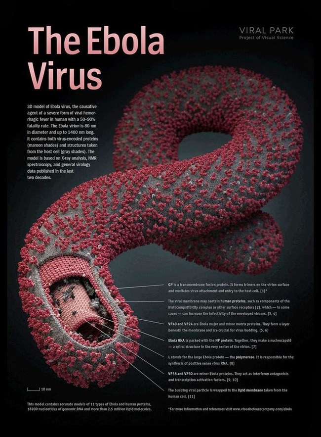 エボラウイルス3dモデル