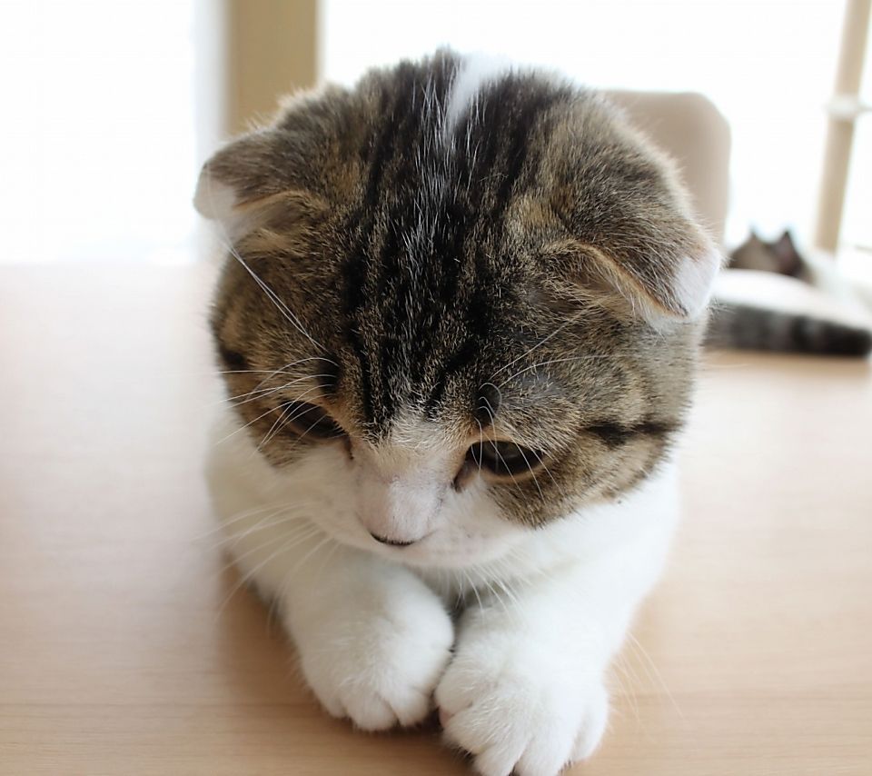 ラガマフィン Div Class Tab Content Div Id Tab 6 Data Appns Serp Data K 5360 1 Role Tabpanel Aria Labelledby Tab 6 Head Data Priority Div Class Ipcontainer Div Class B Imagepair Reverse Div Div Class Iptext ラガマフィンはラグドールから派生した猫