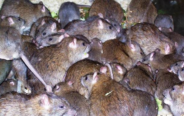地球上に存在する最も頭がいい動物ランキング ベスト25選 なんでも 地球上に存在する最も頭がいい動物ランキング ベスト25選 なんでも