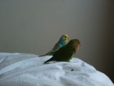 セキセイインコの由来 Small Pets セキセイインコの由来 Small Pets