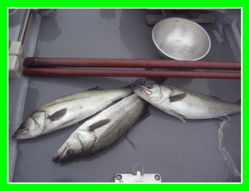 冬の東京湾 真鯛は釣れるが アジは不調 マイボート釣りのブログ