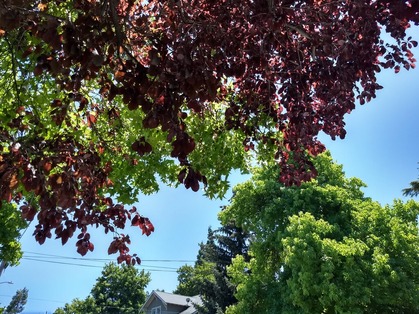 IMG_20200711_132946132_HDR