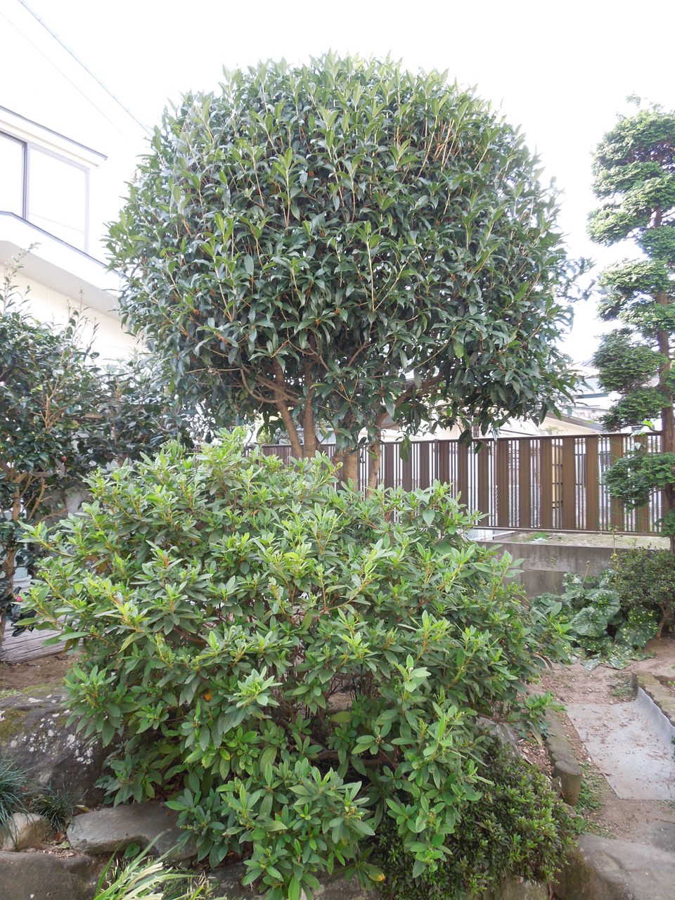 和風のお庭から洋風へ お庭の模様替え 有 植木屋さん 仙台市泉区 和風のお庭から洋風へ お庭の模様替え 有 植木屋さん 仙台市泉区
