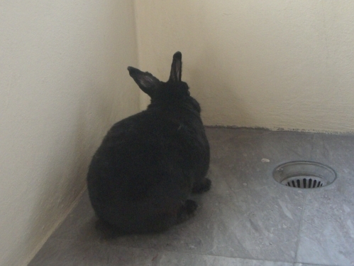 ウサギとのタイ生活 世界を愛したい Blog