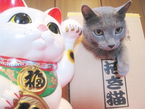 イメージ 6
