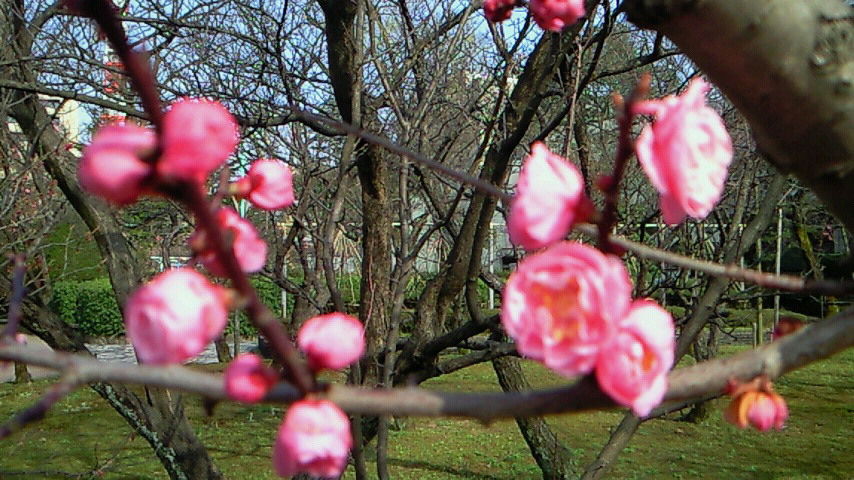 イメージ 4