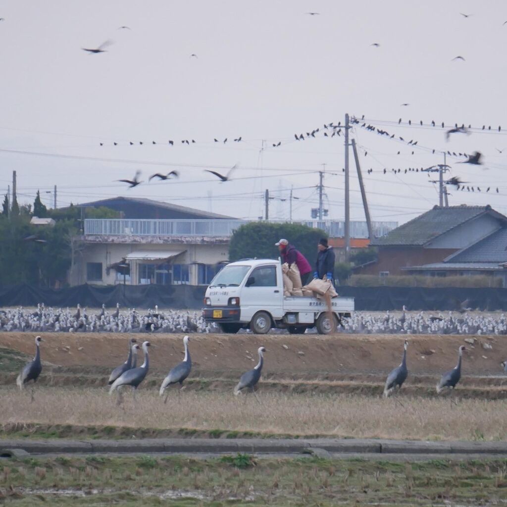 朝のツル 呑んだくれだより