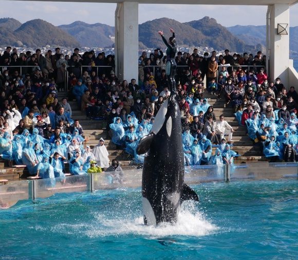 シャチパフォーマンス 鴨川シーワールド 千葉旅行19 その7 呑んだくれだより シャチパフォーマンス 鴨川シーワールド 千葉旅行19 その7 呑んだくれだより