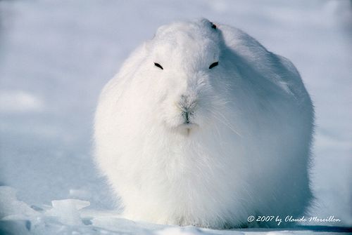 ホッキョクウサギのこれじゃない感がスゴイ 呑んだくれだより