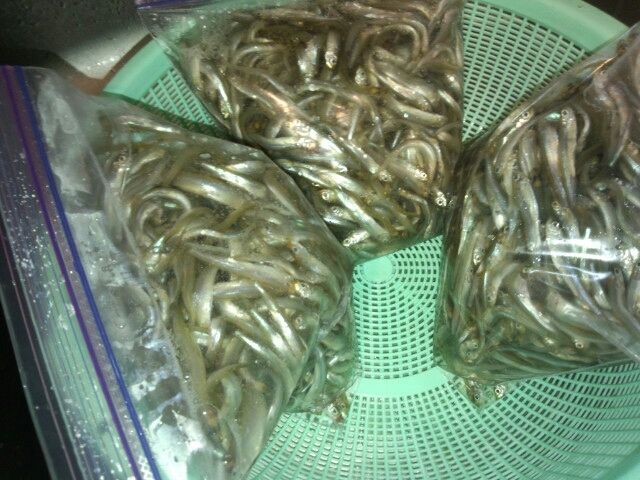 ワカサギの保存方法 今日のいし君 ワカサギの保存方法 今日のいし君