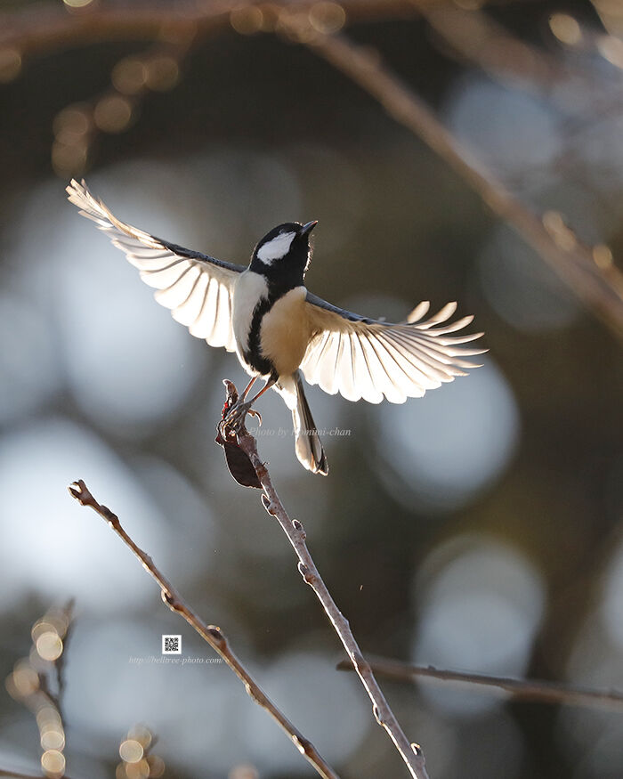 lovely_birds フォトギャラリー:天使の翼