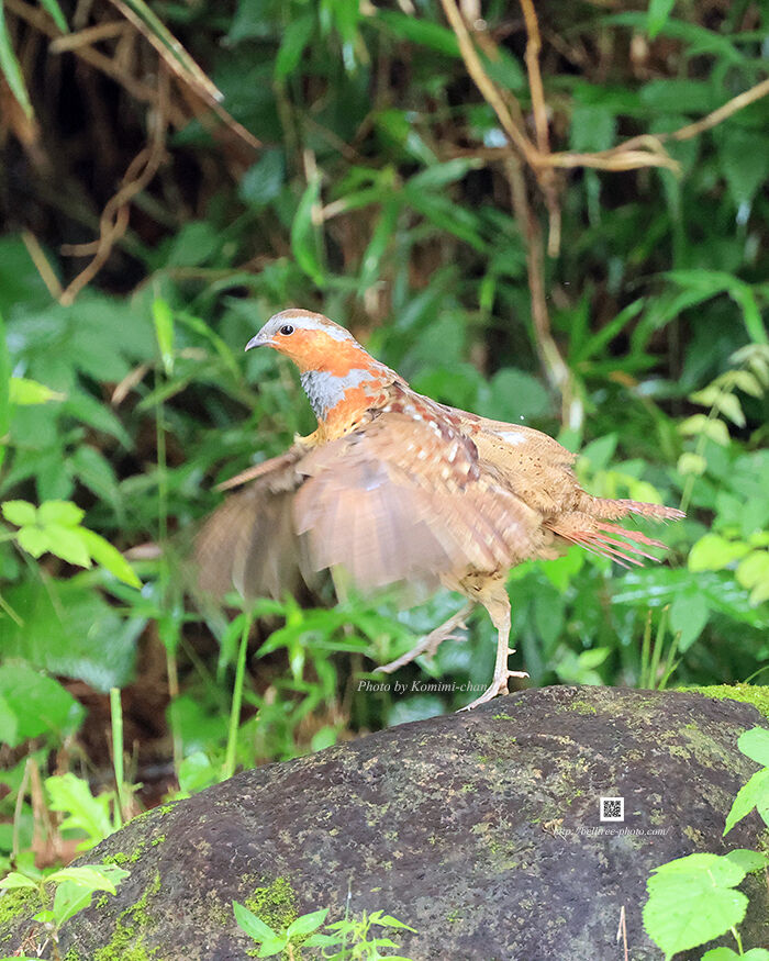 lovely_birds        フォトギャラリー                komimi-chan