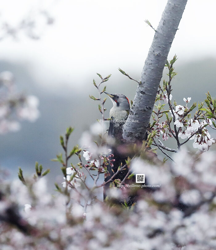 花曇り Lovely Birds フォトギャラリー