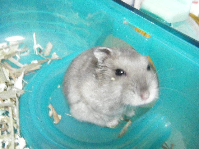 はむはむ ブログ Livedoor Blog ブログ