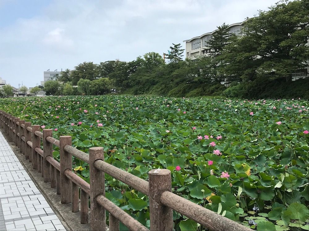 秋田千秋公園の蓮の花 Lovelytone 秋田千秋公園の蓮の花 Lovelytone
