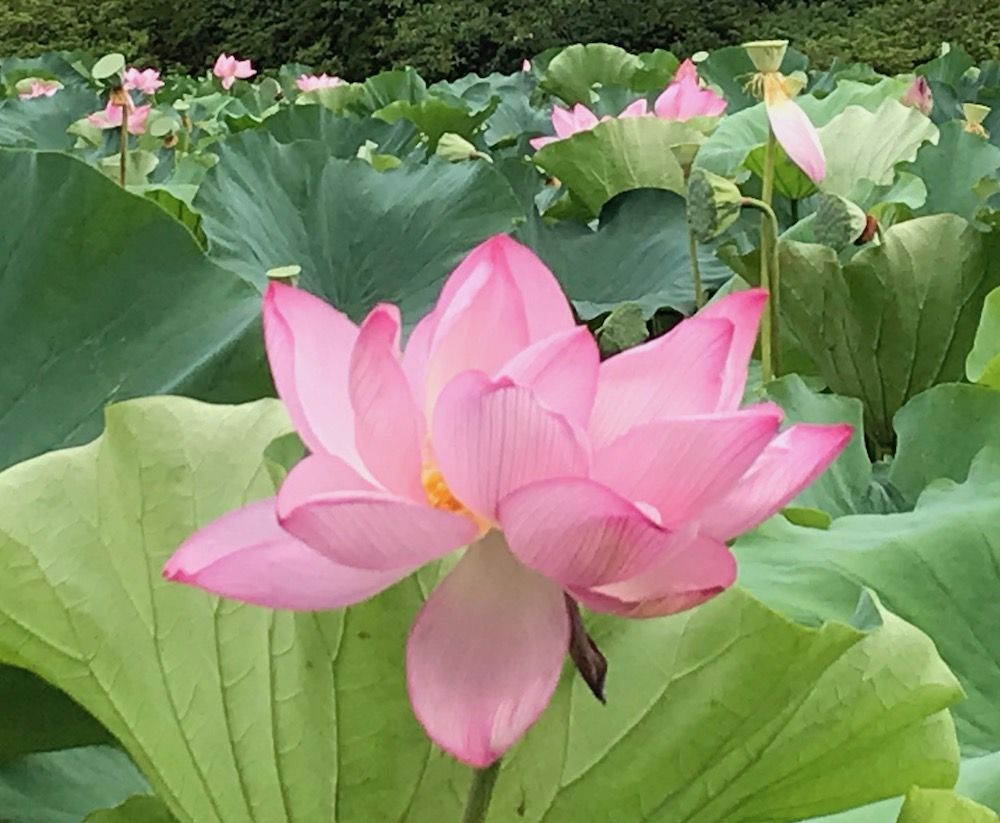 秋田千秋公園の蓮の花 Lovelytone