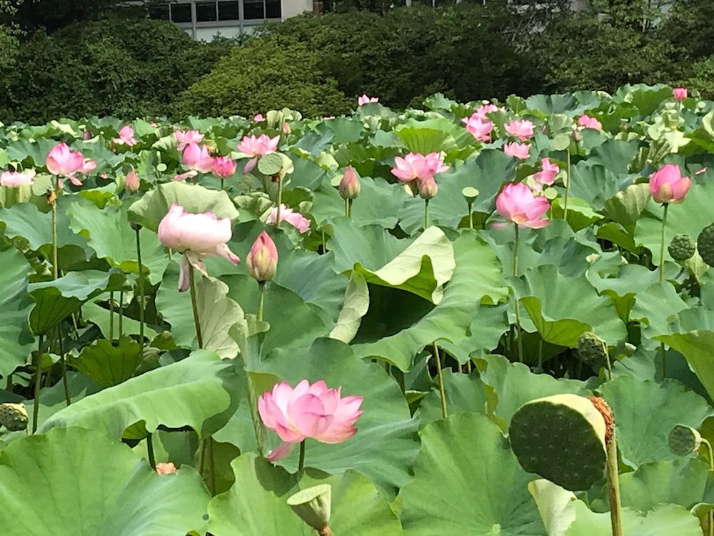 秋田千秋公園の蓮の花 Lovelytone 秋田千秋公園の蓮の花 Lovelytone