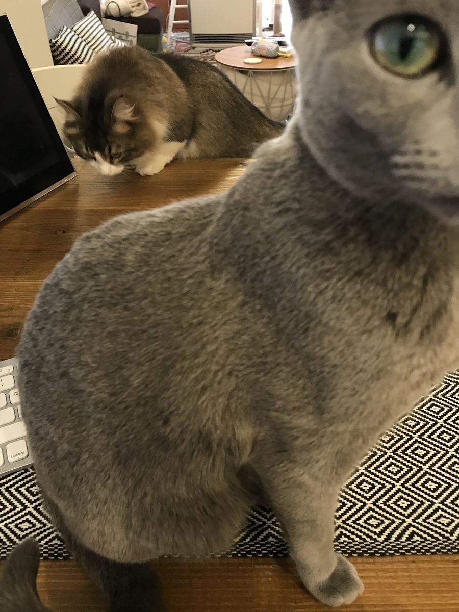 仕事中のママのおとなりで じっとーと恨めしそうなジゼル子 Love にゃんず