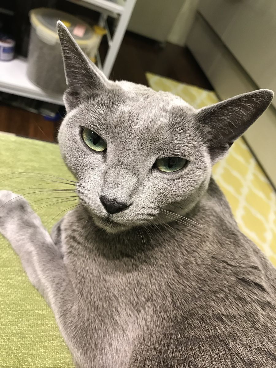 仕事中のママのおとなりで じっとーと恨めしそうなジゼル子 Love にゃんず