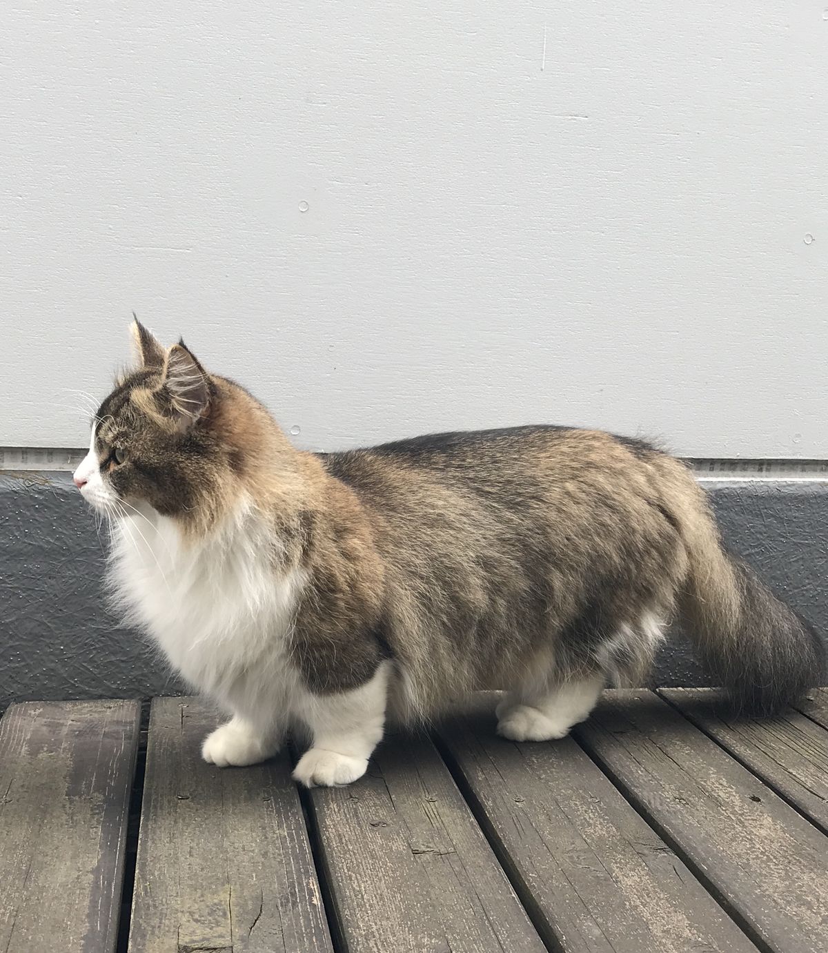 短足マンチカンの僕もスタイル抜群 すっきり長いお腹と胴ラインを見て欲しいのだ Love にゃんず