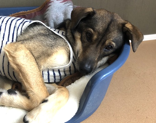 探知犬 犬も毎日 飼い主力アップを目指して 探知犬 犬も毎日 飼い主力アップを目指して