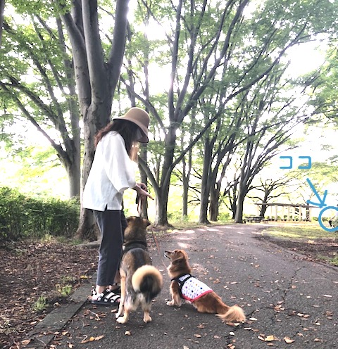 どこでも声が聞ける 犬も毎日