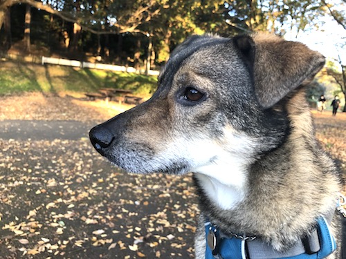 いっぱいいっぱいを伝えてます 犬も毎日 飼い主力アップを目指して いっぱいいっぱいを伝えてます 犬も毎日 飼い主力アップを目指して