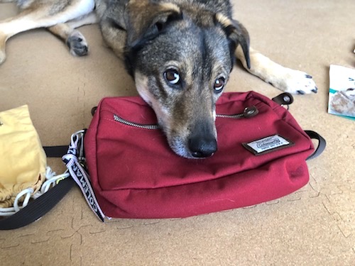 お散歩バッグ衣替え 犬も毎日 飼い主力アップを目指して お散歩バッグ衣替え 犬も毎日 飼い主力アップを目指して