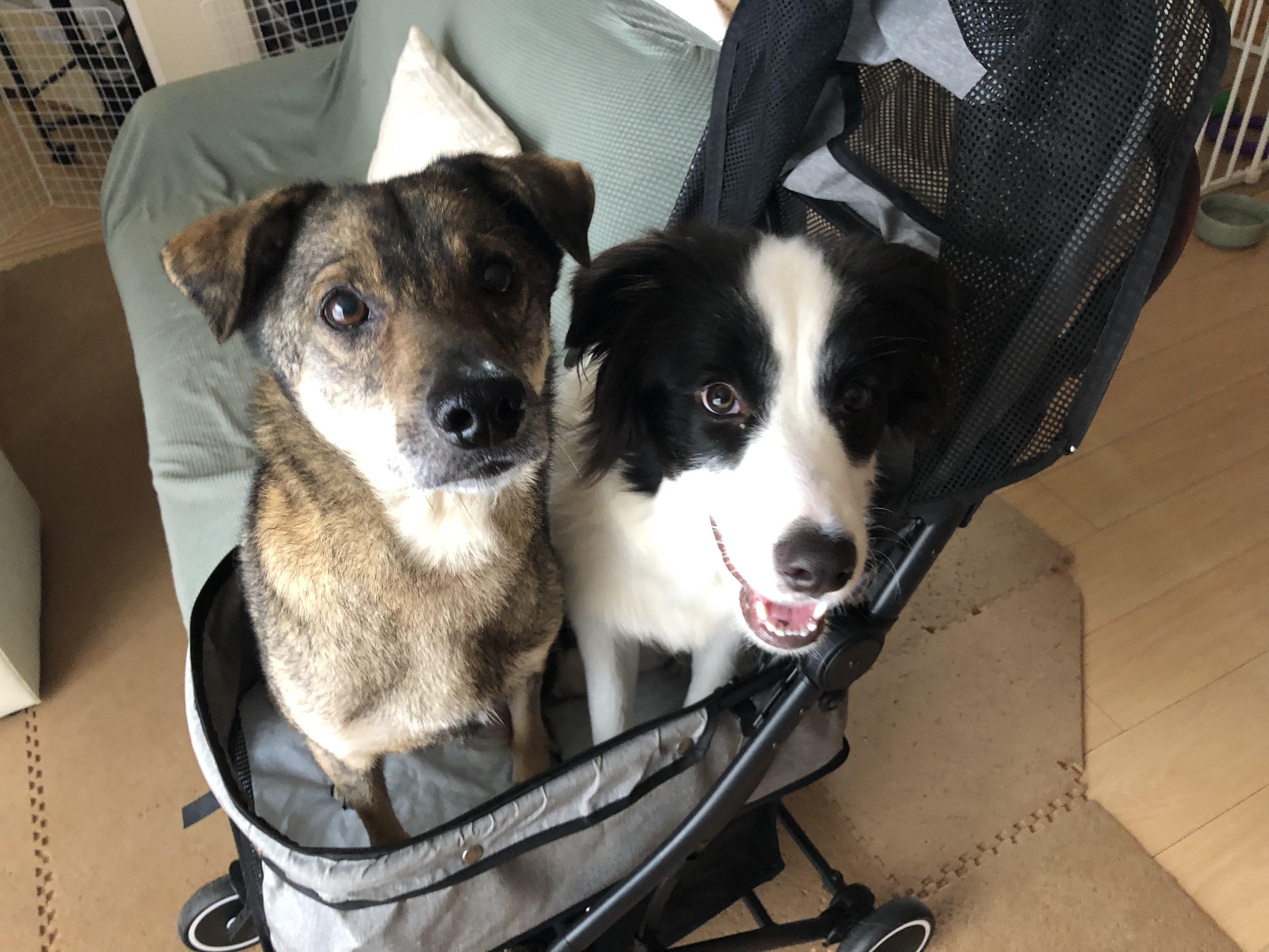 追いついた 犬も毎日 飼い主力アップを目指して 追いついた 犬も毎日 飼い主力アップを目指して