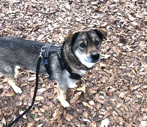 今年も困り顔 犬も毎日 飼い主力アップを目指して 今年も困り顔 犬も毎日 飼い主力アップを目指して