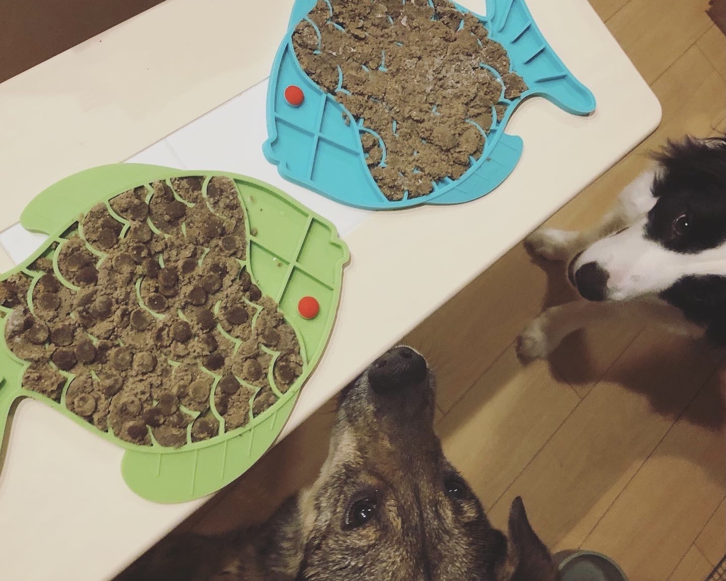 食器で出すと食べないけど 犬も毎日 飼い主力アップを目指して 食器で出すと食べないけど 犬も毎日 飼い主力アップを目指して