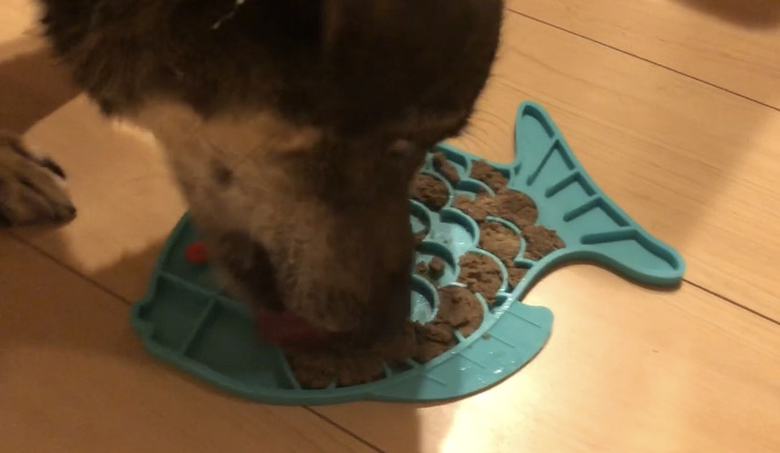 食器で出すと食べないけど 犬も毎日 飼い主力アップを目指して 食器で出すと食べないけど 犬も毎日 飼い主力アップを目指して