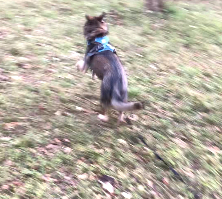 呼んでも戻ってこない犬の作り方 犬も毎日 飼い主力アップを目指して 呼んでも戻ってこない犬の作り方 犬も毎日 飼い主力アップを目指して