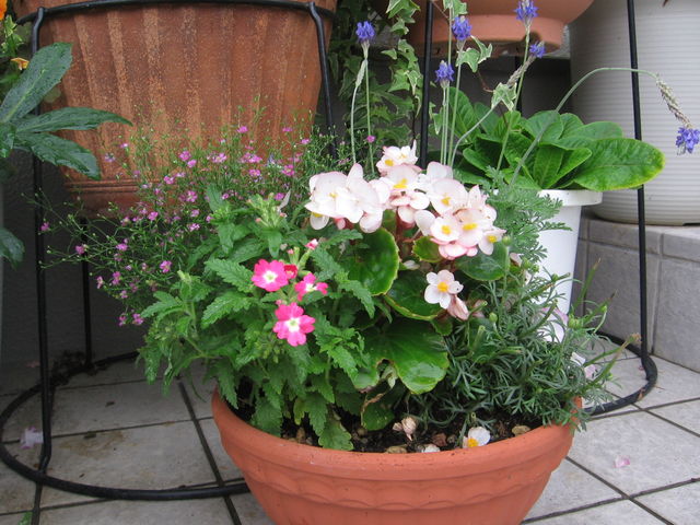 雨模様の日に 寄せ植え を楽しむ お伊勢さんと花とちょっぴり文化