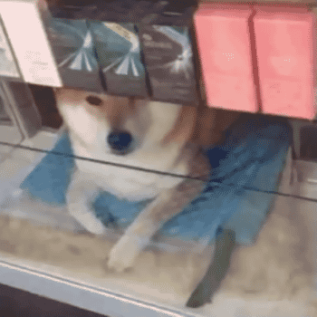 Gif イッヌ ヒョウに社会性を与えるwww ゆるりと ひじきそくほう Gif イッヌ ヒョウに社会性を与えるwww ゆるりと ひじきそくほう