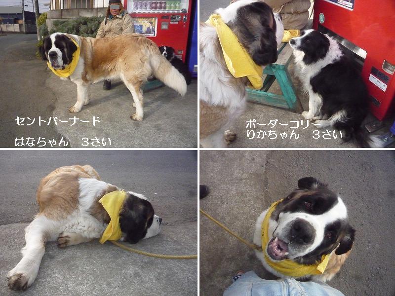 犬を散歩する おじさん セントバーナード ボーダーコリー Lowriderfactory Classic Car Repair Shop ﾛｰﾗｲﾀﾞｰﾌｧｸﾄﾘｰﾌﾞﾛｸﾞ