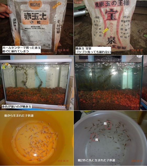 メダカの飼育 赤玉土と水の入れ替え 18年5月2日 Lowriderfactory Classic Car Repair Shop ﾛｰﾗｲﾀﾞｰﾌｧｸﾄﾘｰﾌﾞﾛｸﾞ