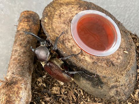 kabuto