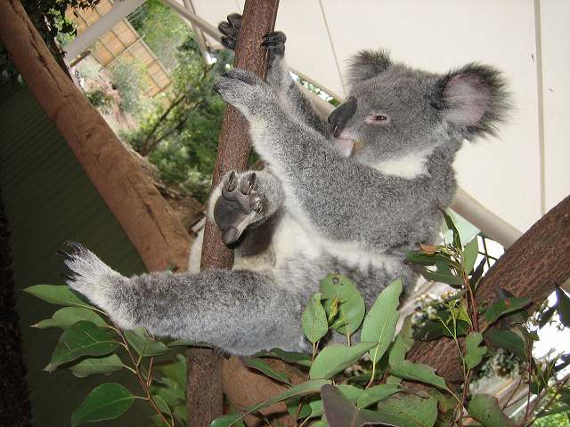 コアラ の 握力