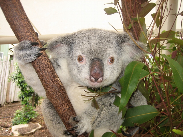 ユーカリとコアラの秘密な関係 オーストラリア動物観察日記 飼育係の独り言