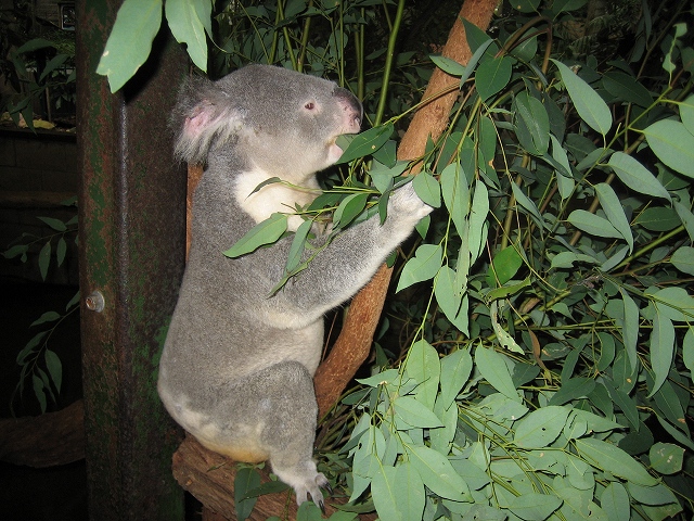 ユーカリとコアラの秘密な関係 オーストラリア動物観察日記 飼育係の独り言